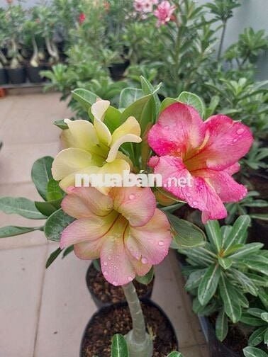 Cho thuê nhà nguyên căn Đường Nguyễn Kiệm Gò Vấp