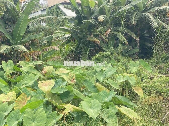 chu gửi lo đất nhi bình ( 1100) đất vườn. giá 8 tỷ 6