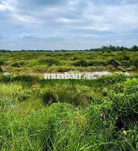 2400m2 toàn bộ thổ cư,kẹt tiền bán gấp