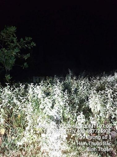 Công ty Đấu giá hợp danh Sao Việt 