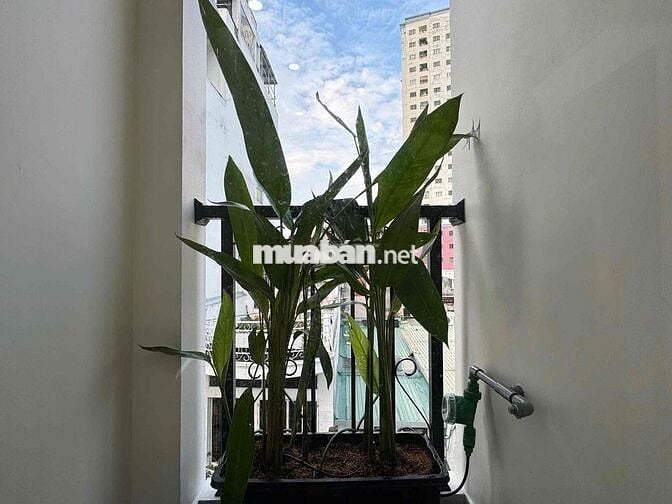 🏡 cho thuê căn hộ Bình Thạnh-30m2-full nội thất-giặt sáy riêng-giáp Q1