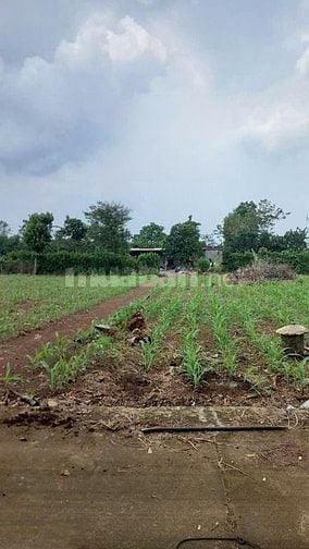 Công ty Đấu giá hợp danh Sao Việt 