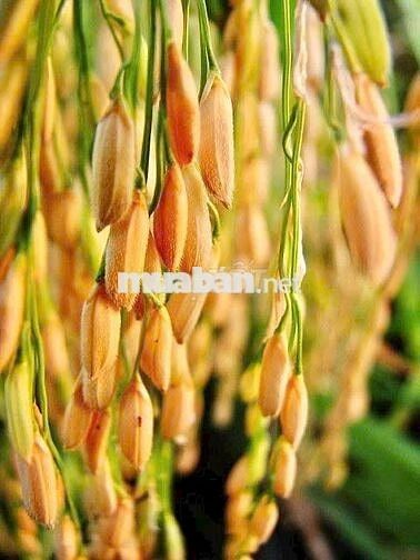 Nhà đep mặt tiền hẽm 14m , 64m² quận 7