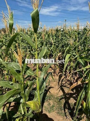 Cần bán 2 hecta đất vườn cây ăn trái , có sẵn 200m thổ cư