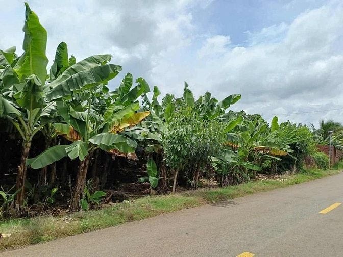 ❗❗CẦN BÁN GẤP❗❗   ĐẤT SỔ CHUNG ,NGANG 5M DÀI 50M