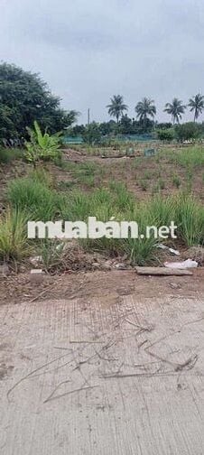 Chính chủ bán đất SHR ,Tiền Giang.giá bán gấp