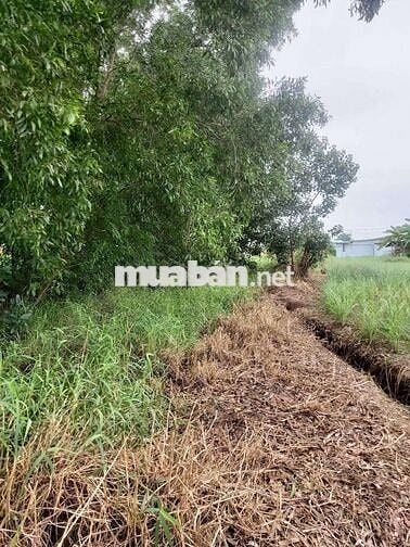 Đất vườn nghỉ dưỡng,Tiền Giang