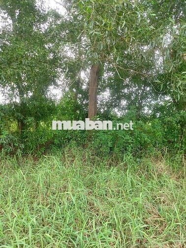 Đất vườn nghỉ dưỡng,Tiền Giang