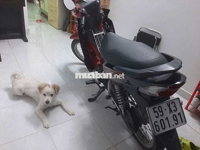 Cần bán xe Wave Blade đời 2020