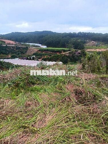 Bán đất vườn CLN tại Tp Đà Lạt, hh 3%