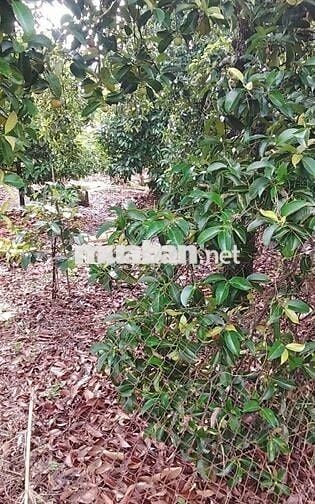 Bán đất vườn 2521m2 (thổ cư 300m2), xã An Sơn, Thuận An, Bình Dương