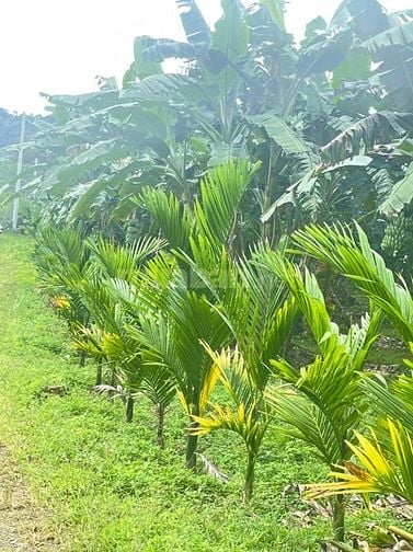 BÁN GẤP LÔ ĐẤT VƯỜN TRÁI CÂY SIÊU ĐẸP . GIÁP SÔNG ĐẠI BÌNH , 1 HA GIÁ 