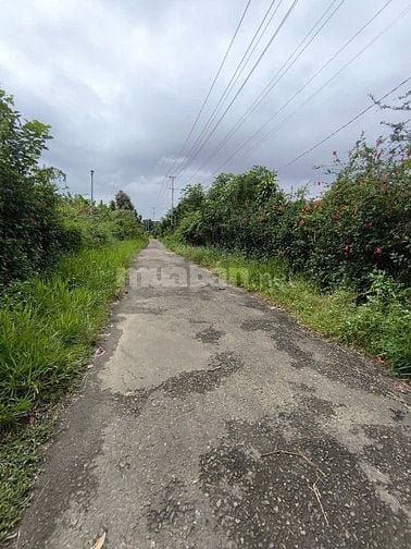 BÁN GẤP LÔ ĐẤT VƯỜN TRÁI CÂY SIÊU ĐẸP . GIÁP SÔNG ĐẠI BÌNH , 1 HA GIÁ 