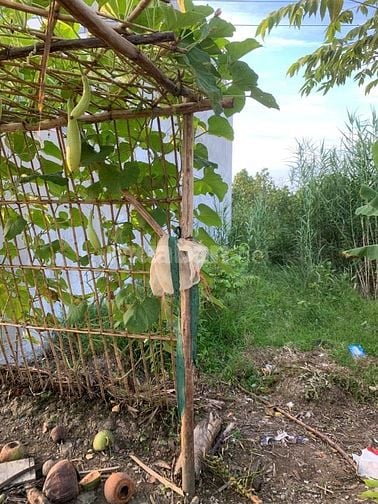 Bán Nền KDC Bờ Đai – Bình Minh, full thổ cư, Bình Minh, Vĩnh Long