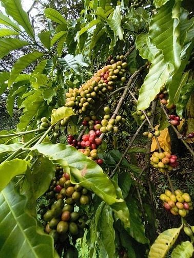 BÁN GẤP LÔ ĐẤT VƯỜN TRÁI CÂY SIÊU ĐẸP . GIÁP SÔNG ĐẠI BÌNH , 1 HA GIÁ 