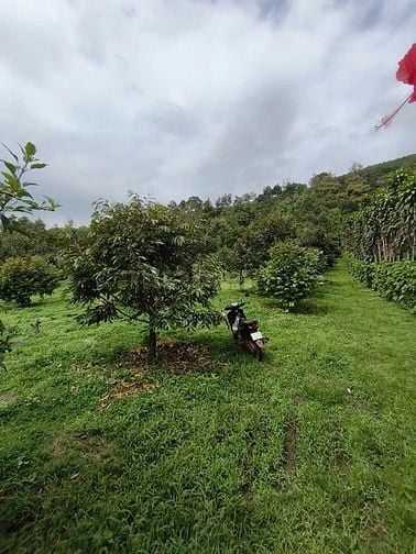 BÁN GẤP LÔ ĐẤT VƯỜN TRÁI CÂY SIÊU ĐẸP . GIÁP SÔNG ĐẠI BÌNH , 1 HA GIÁ 