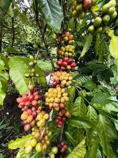 BÁN GẤP LÔ ĐẤT VƯỜN TRÁI CÂY SIÊU ĐẸP . GIÁP SÔNG ĐẠI BÌNH , 1 HA GIÁ 