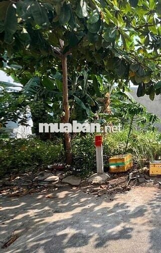 Chính chủ bán đất nền đường T15,P. An Phú Đông, Q12, TPHCM, 3,2 tỷ