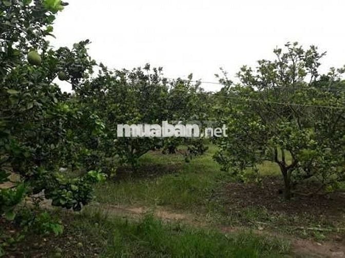 Đất nông nghiệp 17,500m2 xã Phú Ngoc Định Quán Đồng Nai