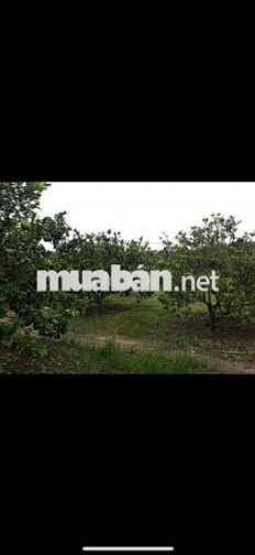 Đất nông nghiệp 17,500m2 xã Phú Ngoc Định Quán Đồng Nai