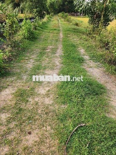 DT 330m2 có 2 căn nhà liền kề, 1 miếng đất, xã Đức Lập.SHR chính chủ