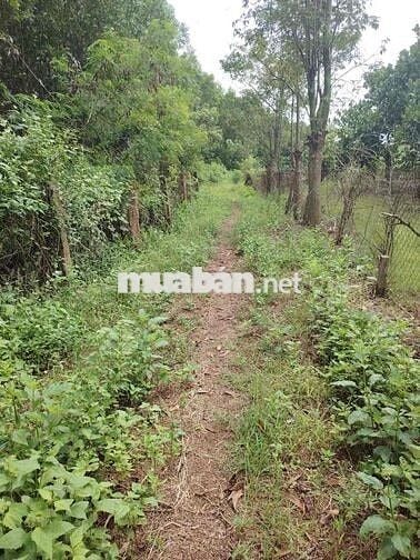 1MẪU9 ĐẤT XUÂN THỌ VIEW NÚI CHỨA CHAN