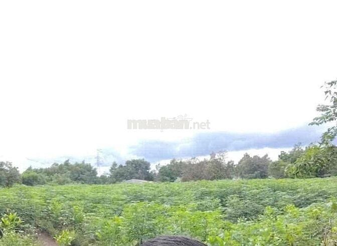 1MẪU9 ĐẤT XUÂN THỌ VIEW NÚI CHỨA CHAN