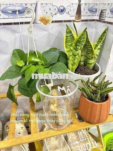 Top 10 lí do khách sẽ chọn Teddy để được tư vấn nhà - Nhắn ngay Za Lô