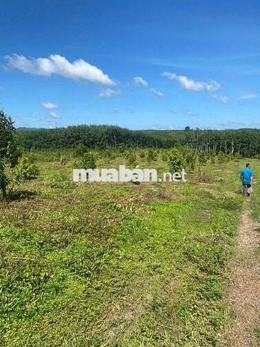 CHÍNH CHỦ CẦN BÁN LÔ ĐẤT TẠI Xã Suối Kiết, Huyện Tánh Linh, Bình Thuận