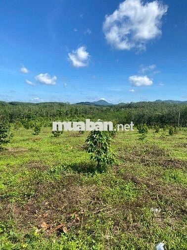 CHÍNH CHỦ CẦN BÁN LÔ ĐẤT TẠI Xã Suối Kiết, Huyện Tánh Linh, Bình Thuận