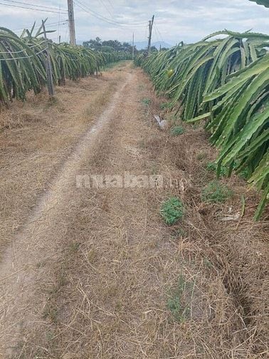 GĐ cần bán lô đất Cây Lâu Năm 2860(m2) 350tr/sào.Đất 2 mặt tiền đường,