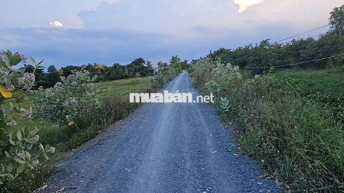 Bán đất trồng cây lâu năm - Đất Đa Năng