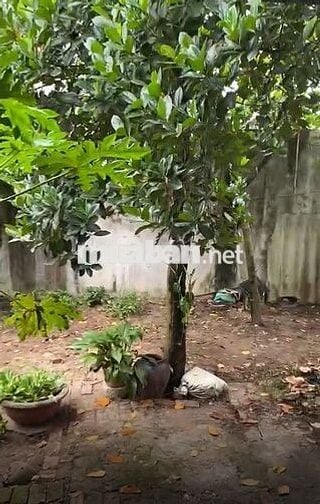 Cho thuê lâu dài nhà mặt tiền gần chợ 4m mặt tiền