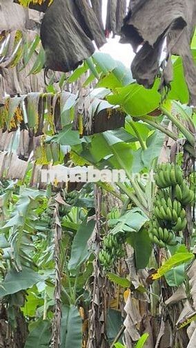 BÁN ĐẤT BÌNH NHÂM 30 ,GẦN CHỢ ,TRƯỜNG HOC ,LÁI TJIÊU  TP HCM