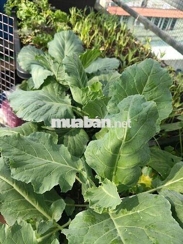 Cho thuê phòng trọ giá rẻ ngay kcn sóng thần,dĩ An