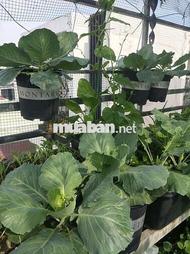 Cho thuê phòng trọ giá rẻ ngay kcn sóng thần,dĩ An