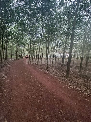 Cần bán gấp gần 7 sào đất cao su Bình Mỹ Bắc Tân Uyên – mặt tiền rộng,