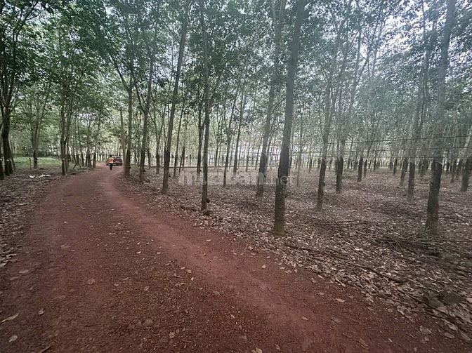 Cần bán gấp gần 7 sào đất cao su Bình Mỹ Bắc Tân Uyên – mặt tiền rộng,