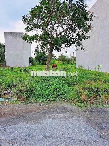 Hot : KDC Tanh yến , đường lớn nhất khu dc Nhựt Chánh Bến Lức Long An