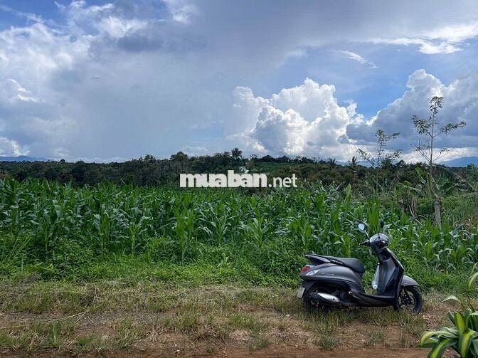 VIEW GIÁP SUỐI BẢO LÂM DT: 1969M2 (16.5X102M) SẴN 200M THỔ CƯ