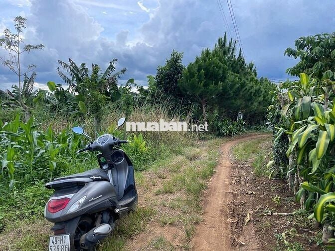 VIEW GIÁP SUỐI BẢO LÂM DT: 1969M2 (16.5X102M) SẴN 200M THỔ CƯ