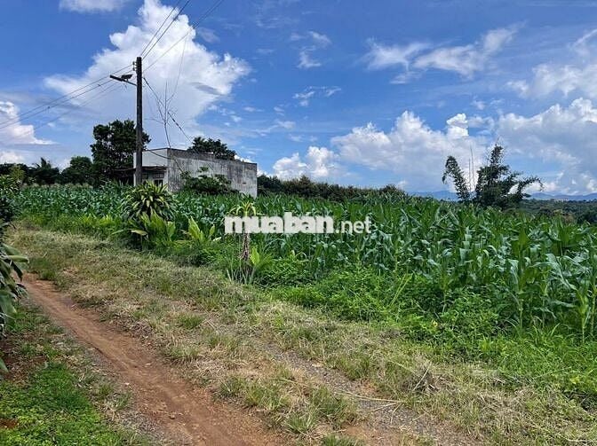 VIEW GIÁP SUỐI BẢO LÂM DT: 1969M2 (16.5X102M) SẴN 200M THỔ CƯ