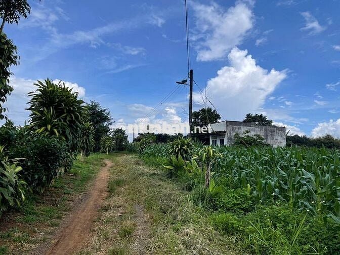 VIEW GIÁP SUỐI BẢO LÂM DT: 1969M2 (16.5X102M) SẴN 200M THỔ CƯ