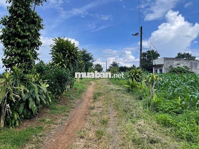 VIEW GIÁP SUỐI BẢO LÂM DT: 1969M2 (16.5X102M) SẴN 200M THỔ CƯ