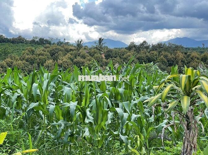 VIEW GIÁP SUỐI BẢO LÂM DT: 1969M2 (16.5X102M) SẴN 200M THỔ CƯ