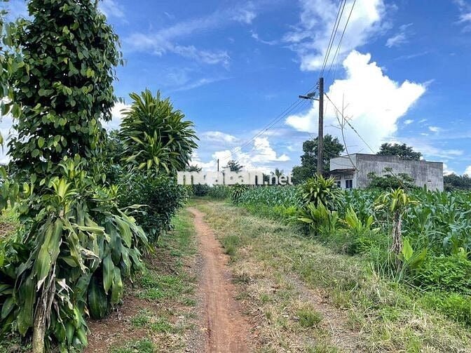 VIEW GIÁP SUỐI BẢO LÂM DT: 1969M2 (16.5X102M) SẴN 200M THỔ CƯ