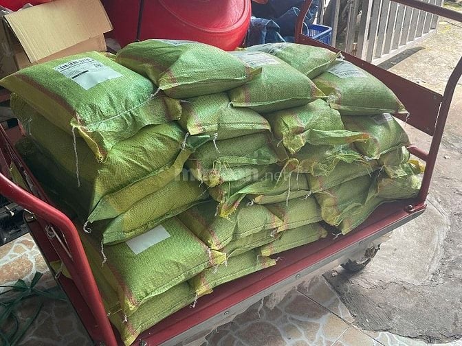 Cần tuyển gấp nhân viên kho gạo