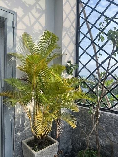 Bán nhà Đường Lê Lợi, Huyện Hóc Môn, DT 6x26m, 3 tầng, 7,5 tỷ