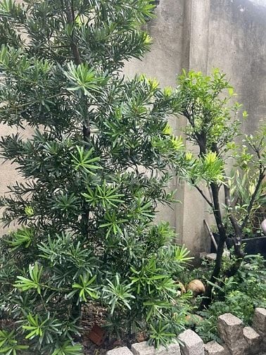 Bán nhà Đường Lê Lợi, Huyện Hóc Môn, DT 6x26m, 3 tầng, 7,5 tỷ