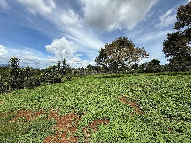 BÁN ĐẤT TẠI THỊ TRẤN DI LINH (LÂM ĐỒNG) - VỊ TRÍ ĐẸP , TIỀM NĂNG